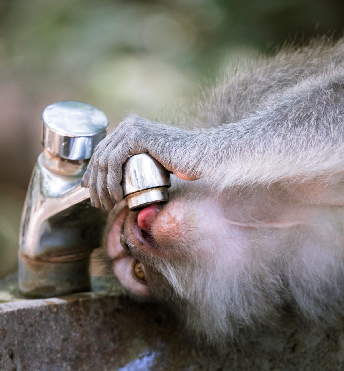 Monkey drinking at Sacred Monkey Temple Sanctuary